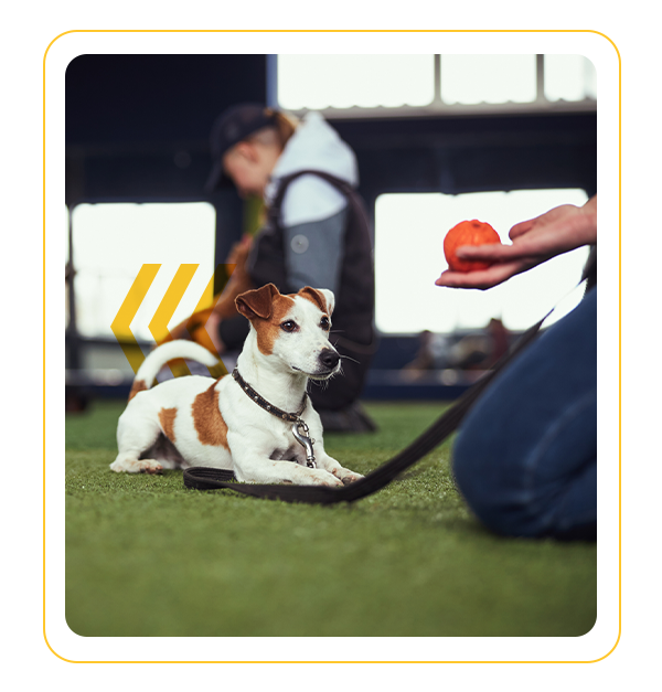 United K9 Academy United K9 Academy